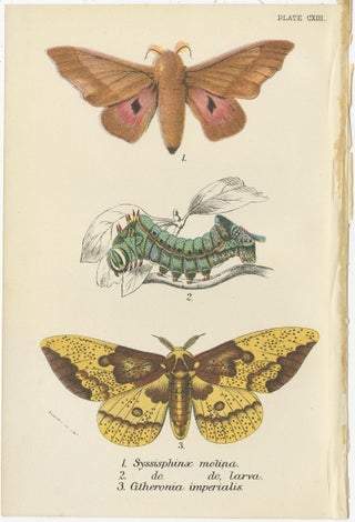 Set of 5 Antique Prints of Various Moths by Lloyd, circa 1897, view 5