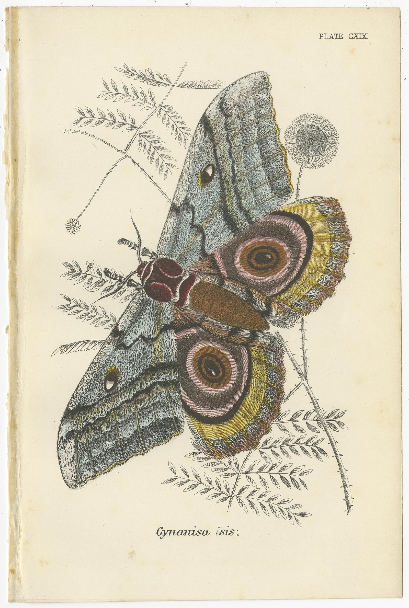 19th Century Set of 5 Antique Prints of Various Moths by Lloyd, circa 1897 For Sale