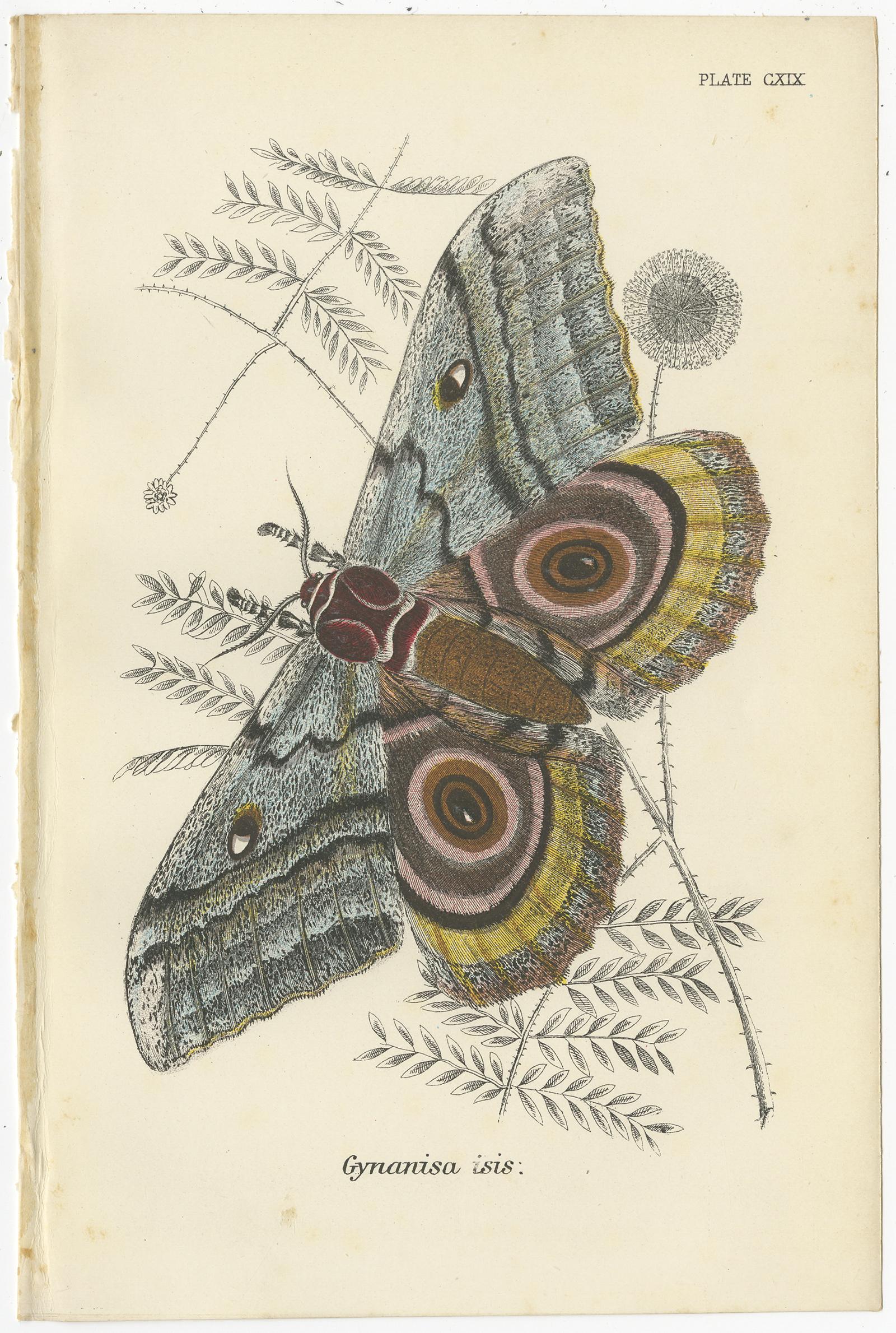 XIX secolo Set di 5 stampe antiche di varie falene di Lloyd, circa 1897 in vendita