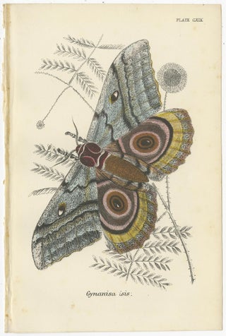 Set of 5 Antique Prints of Various Moths by Lloyd, circa 1897, view 6
