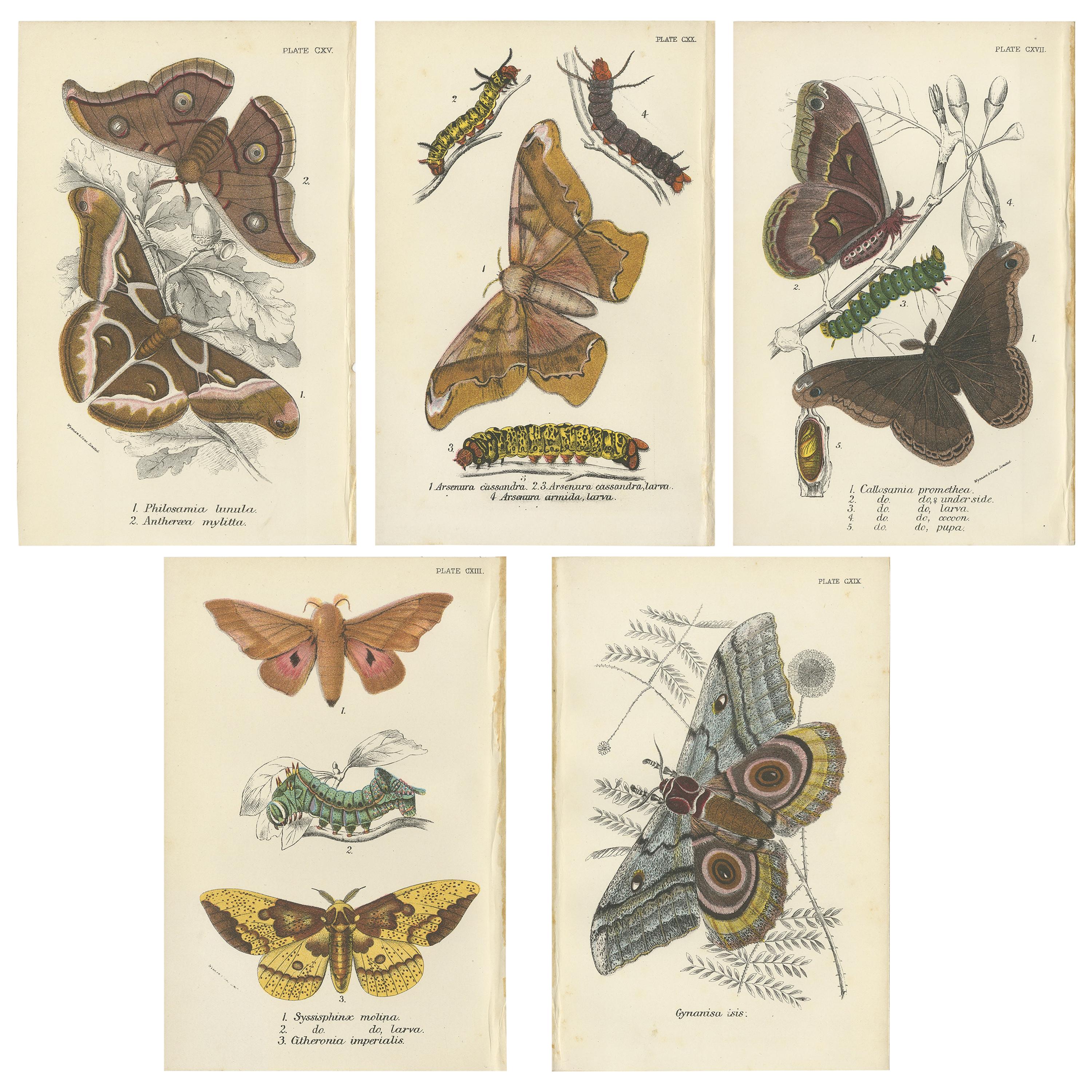 Set of 5 Antique Prints of Various Moths by Lloyd, circa 1897 For Sale