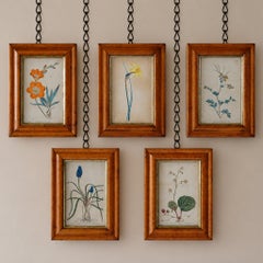 Set of 5 Botanical Images from 18th Century