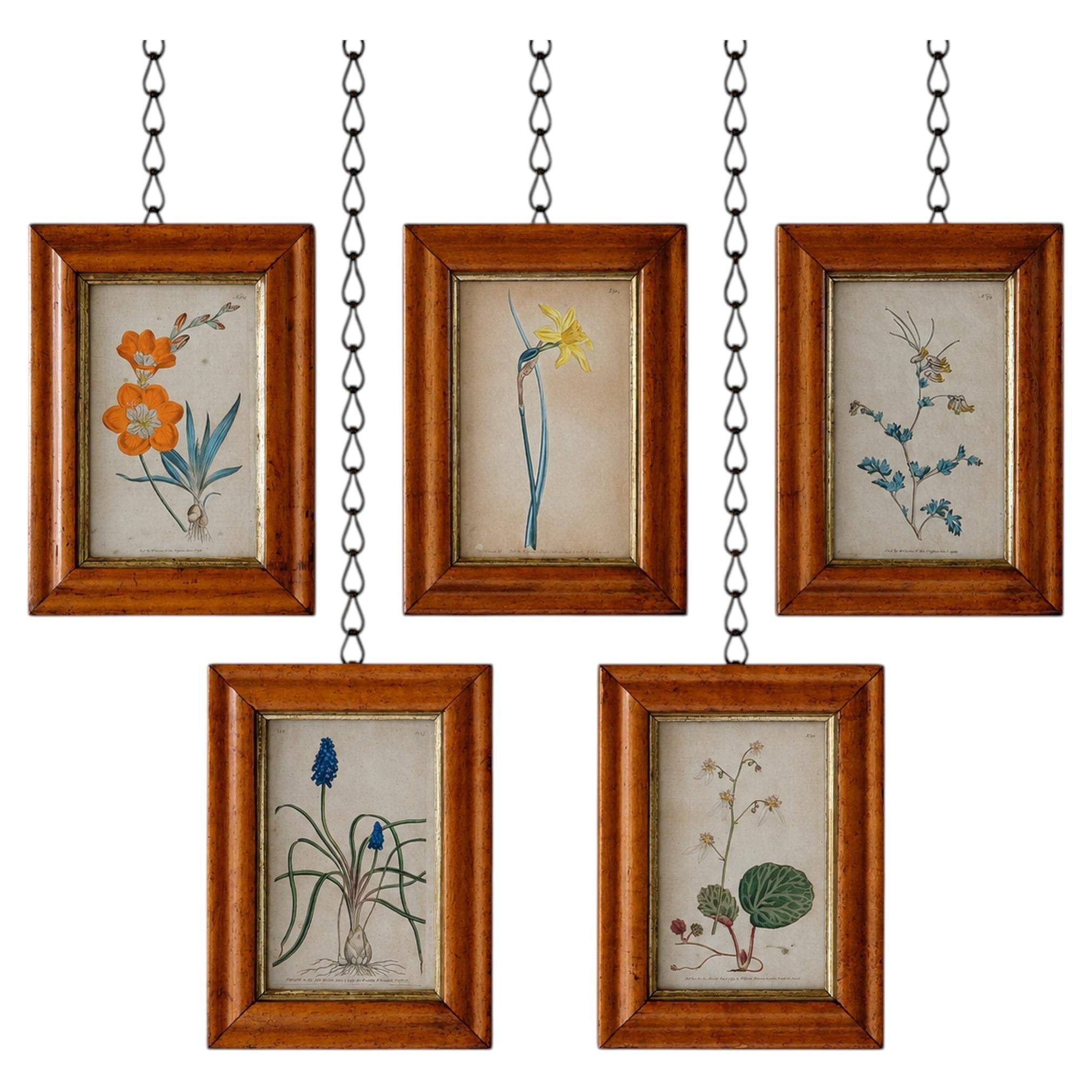 Set of 5 Botanical Images from 18th Century