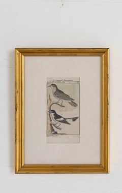 Set of 5 Framed Avian Engravings