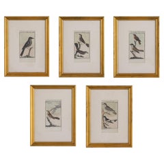Set of 5 Framed Avian Engravings