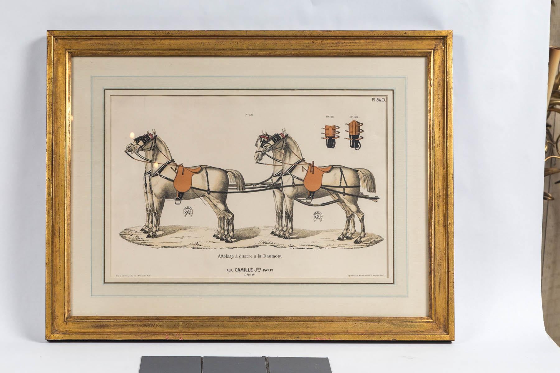 20th Century Set of 5 Horse Related Engravings  by Camille & Fils, Paris