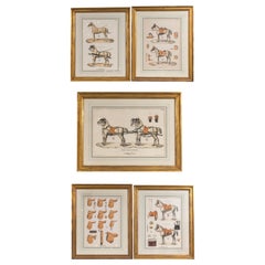 Set of 5 Horse Related Engravings  by Camille & Fils, Paris