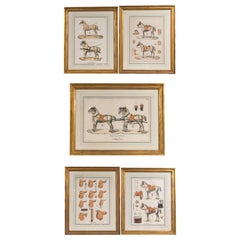 Set di 5 incisioni legate al cavallo  da Camille & Fils, Parigi