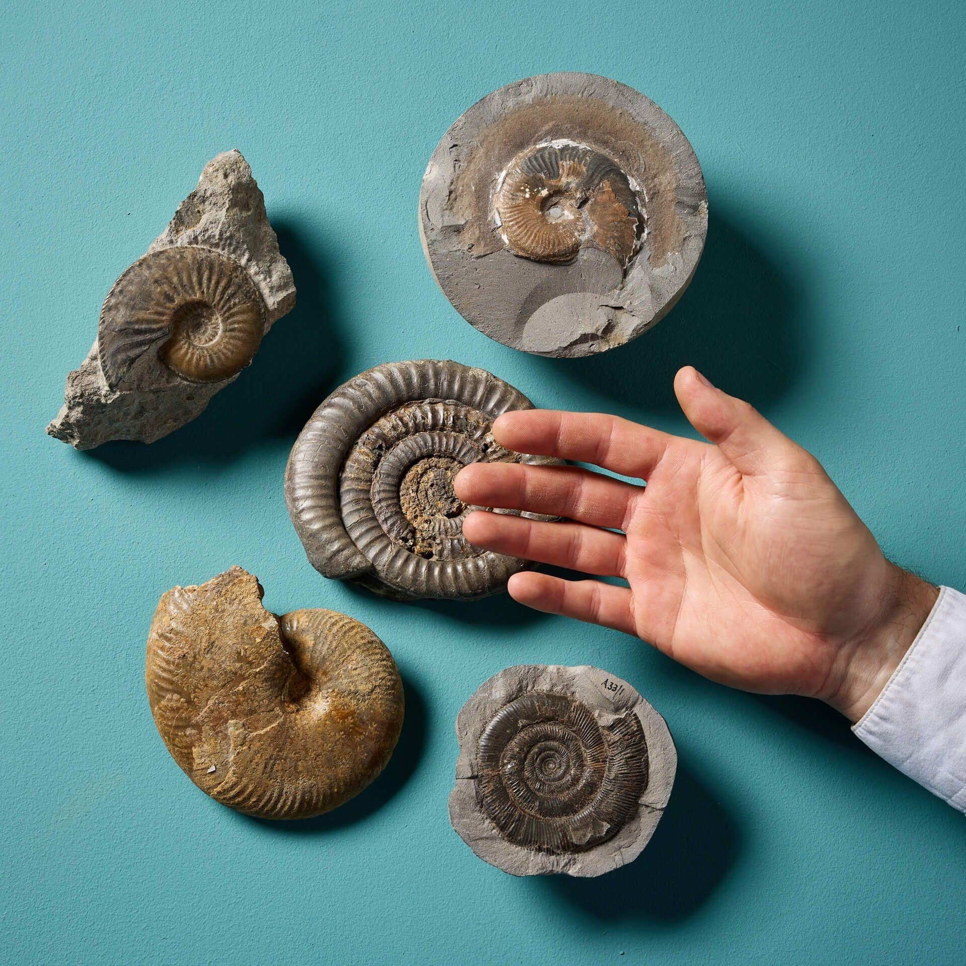 A fascinating collection of five large natural, prehistoric English ammonite fossil specimens of varying shape and size – the largest measuring 13 cm (5.12 in) across. Ex. private collection of David Thomas Turner (1945-2023).

Excellent collector’s