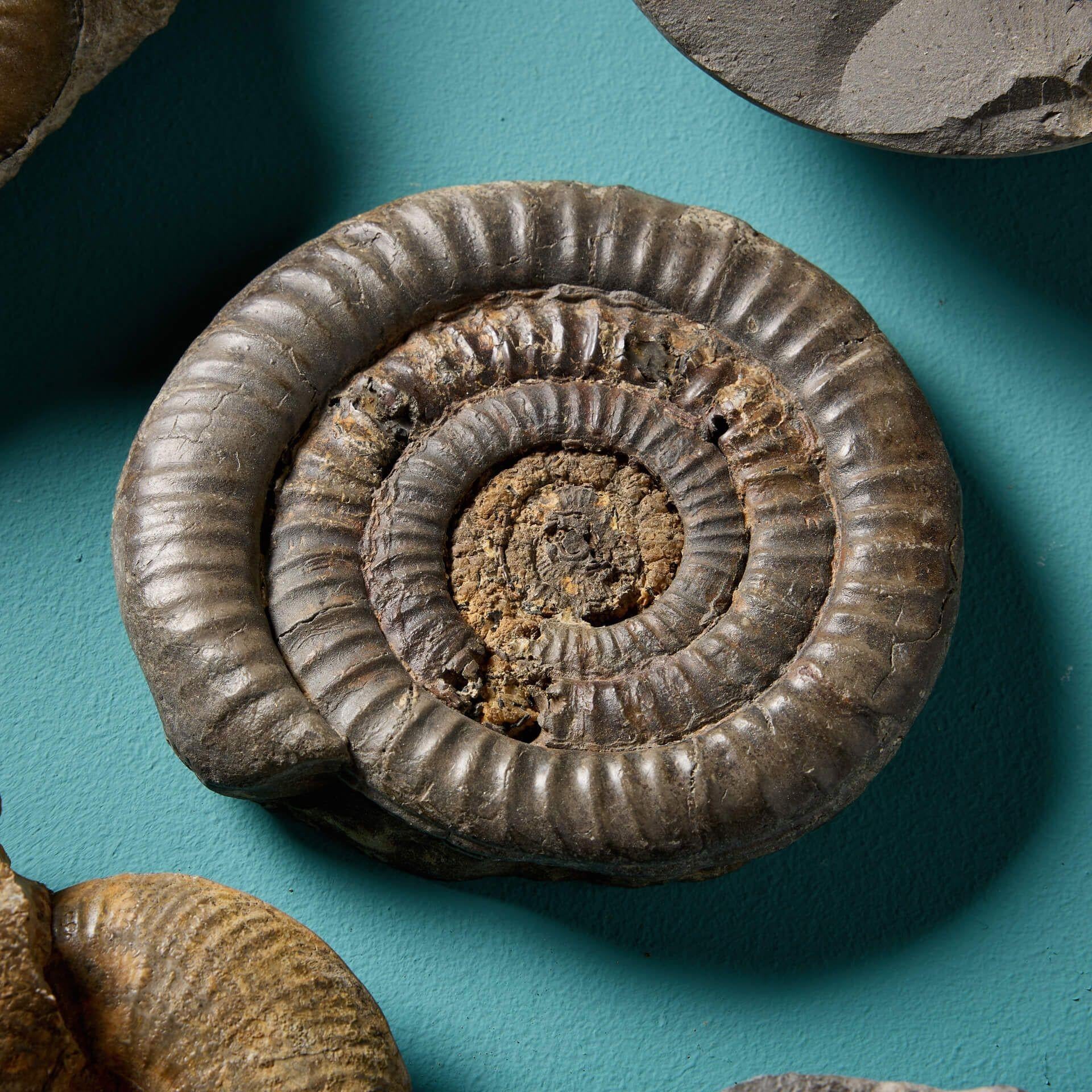 Set of 5 Large Cabinet Natural English Ammonite Fossils In Fair Condition For Sale In Wormelow, Herefordshire