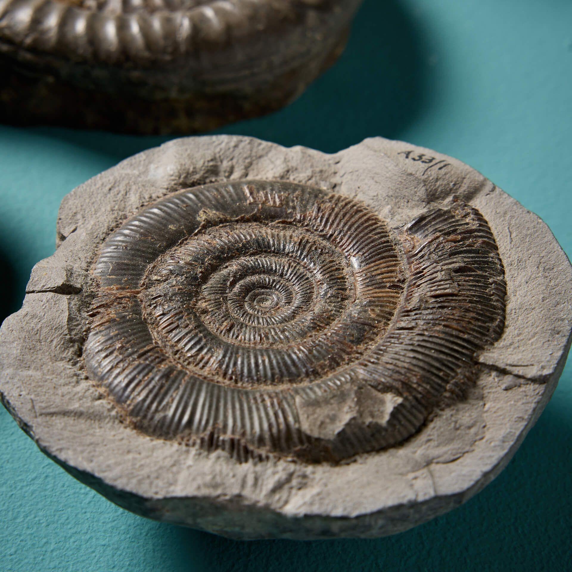 18th Century and Earlier Set of 5 Large Cabinet Natural English Ammonite Fossils For Sale