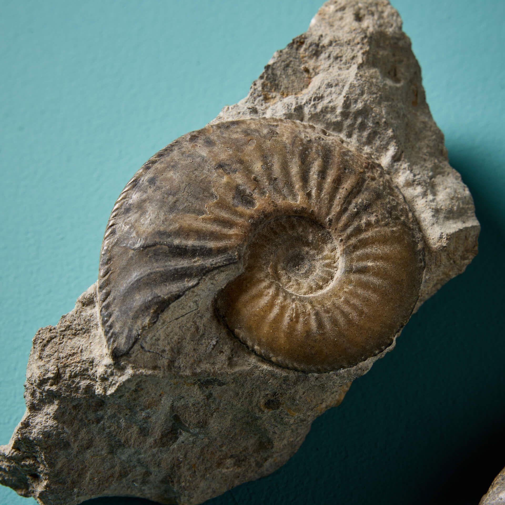 Stone Set of 5 Large Cabinet Natural English Ammonite Fossils For Sale