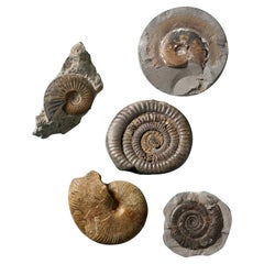 Antique Set of 5 Large Cabinet Natural English Ammonite Fossils