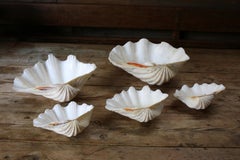 Set of 5 Large Natural Nautical Seashells  Coastal Beach House Organic Decor