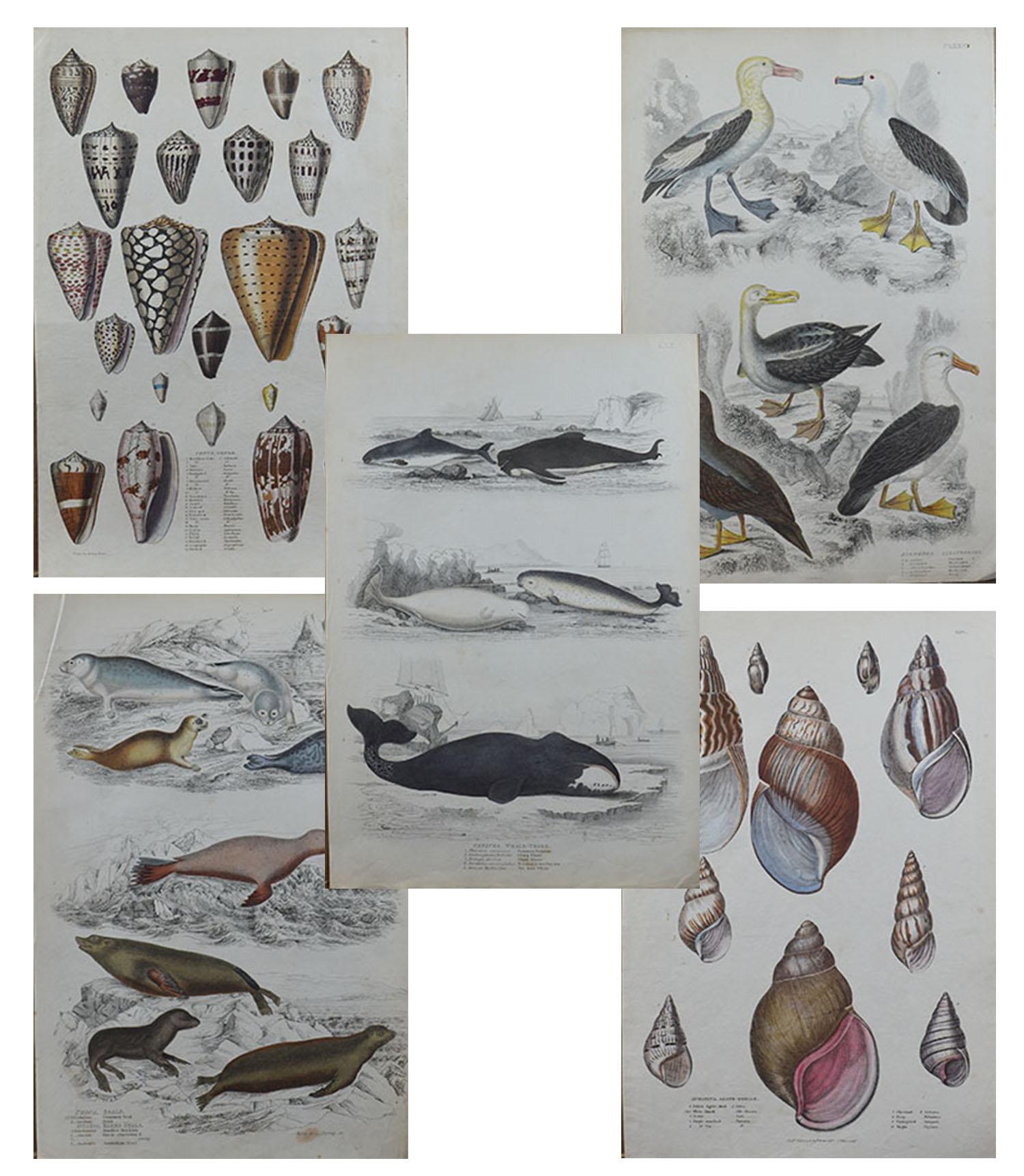 Great set of seaside themed prints. Shells, seagulls, seals, whales etc.

Lithographs after the drawings by Cpt.Brown and Madame Dufresne.

Original color.

Unframed

The seal print is creased top left corner and a repair to a minor tear