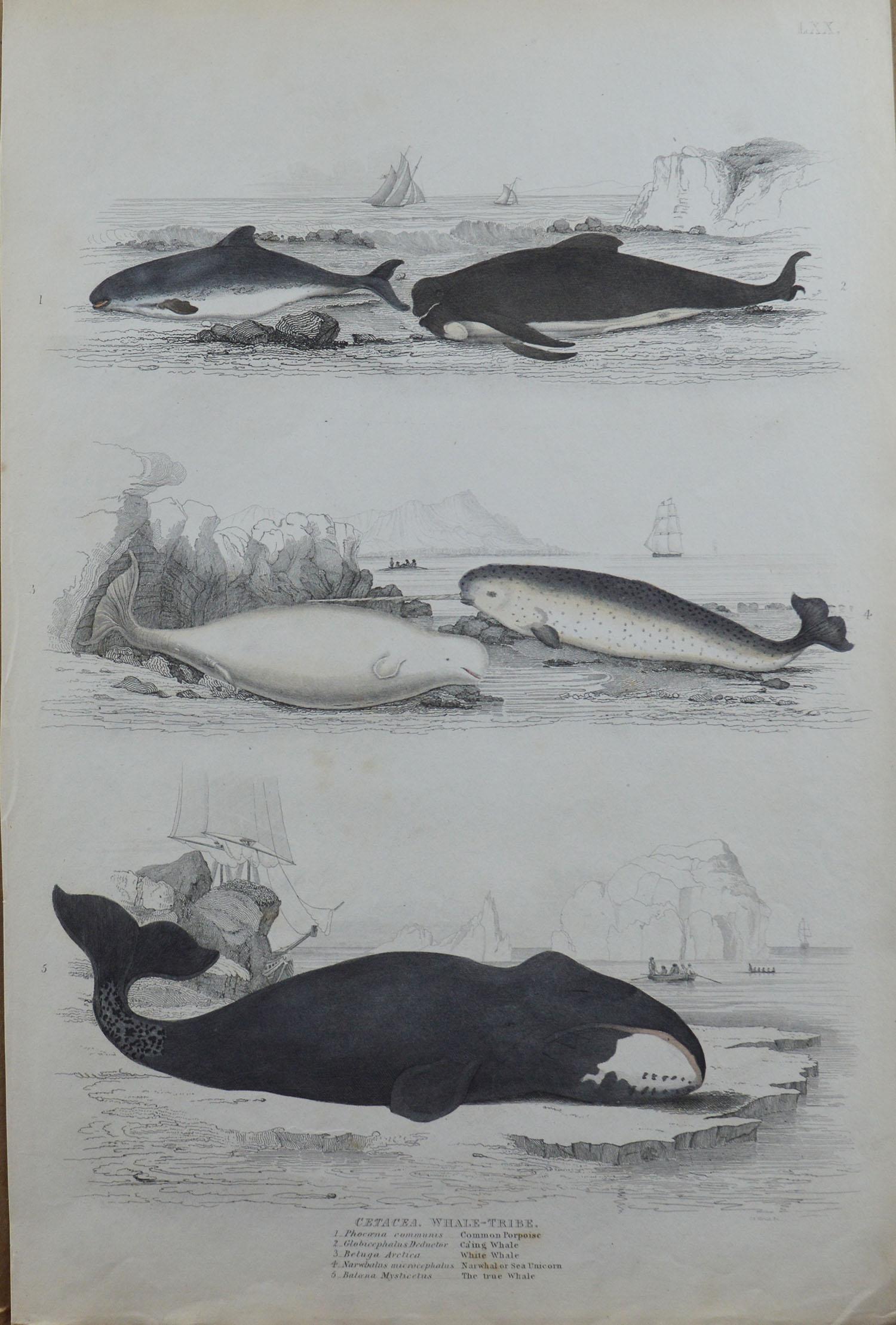 Folk Art Set of 5 Large Original Antique Prints with a Marine, Seaside Theme, 1830s