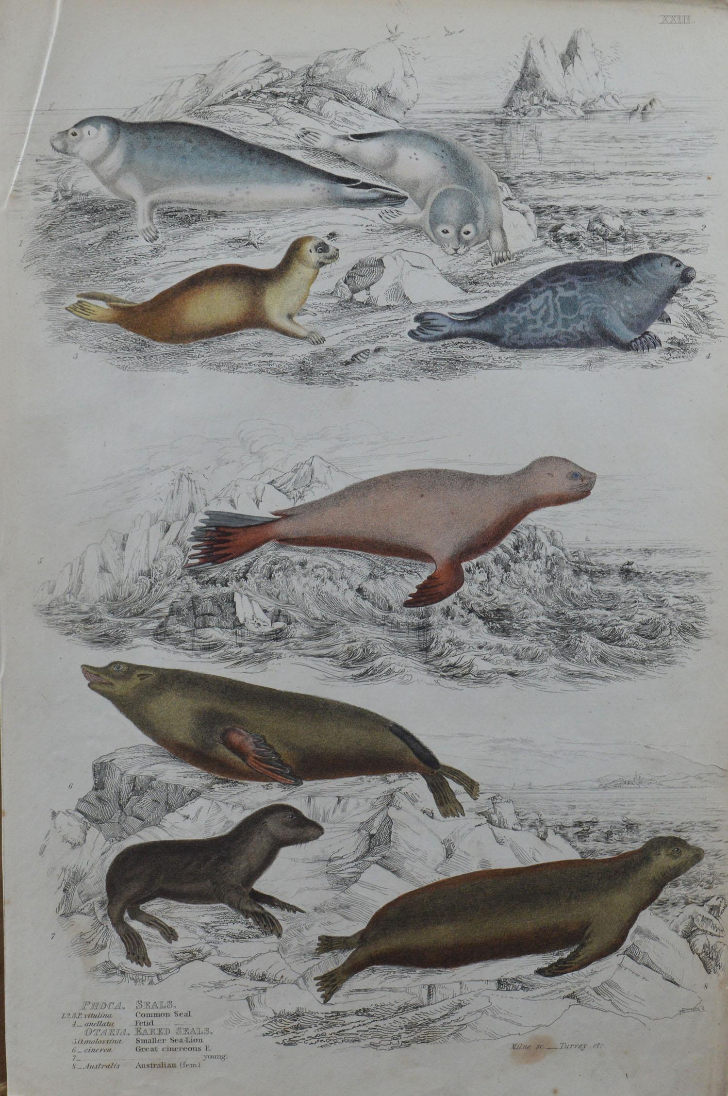 Mid-19th Century Set of 5 Large Original Antique Prints with a Marine, Seaside Theme, 1830s