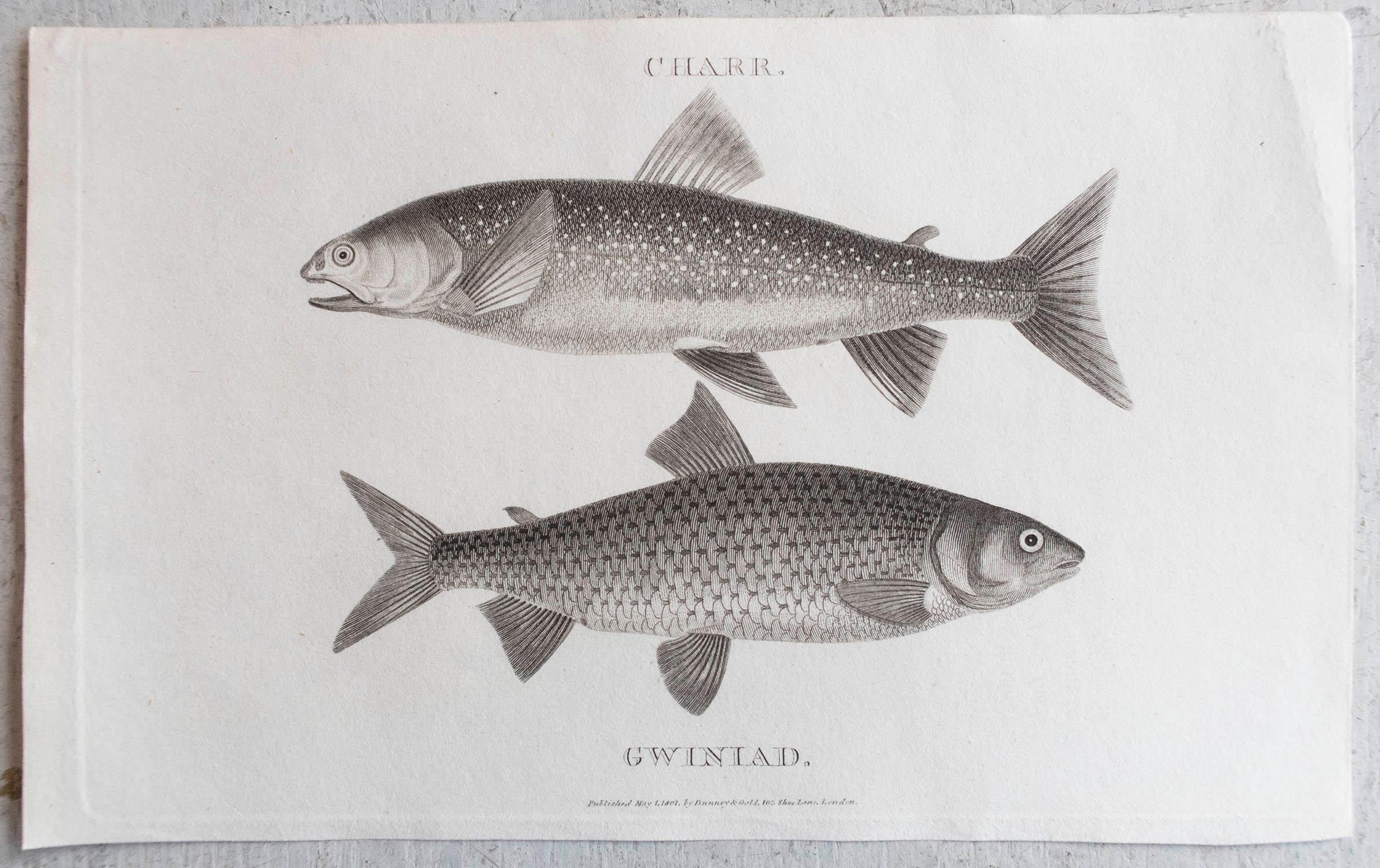 Set von 5 Originalen antiken Fisch-/Fischdrucken mit Angling-Druck, datiert 1801 (Englisch) im Angebot