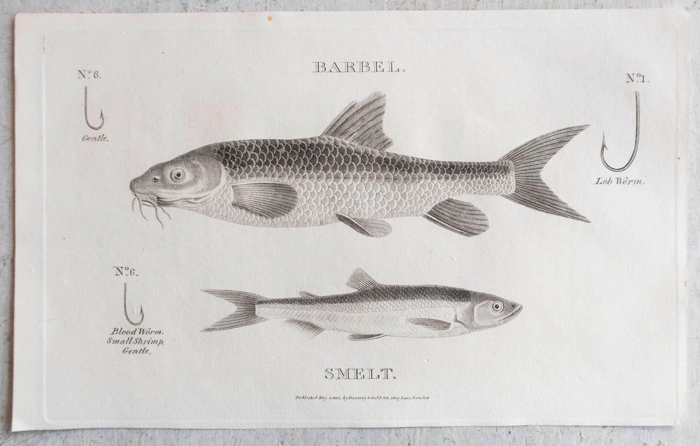 Set von 5 Originalen antiken Fisch-/Fischdrucken mit Angling-Druck, datiert 1801 (Sonstiges) im Angebot