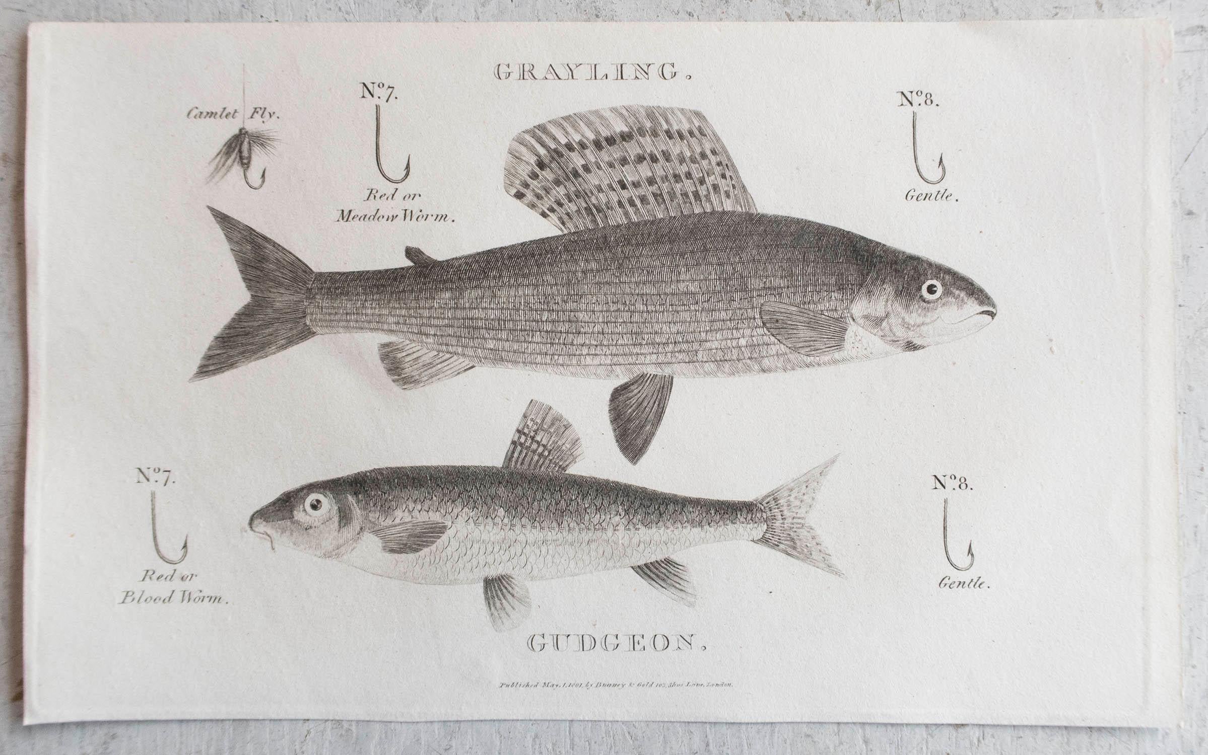 Set von 5 Originalen antiken Fisch-/Fischdrucken mit Angling-Druck, datiert 1801 im Zustand „Gut“ im Angebot in St Annes, Lancashire