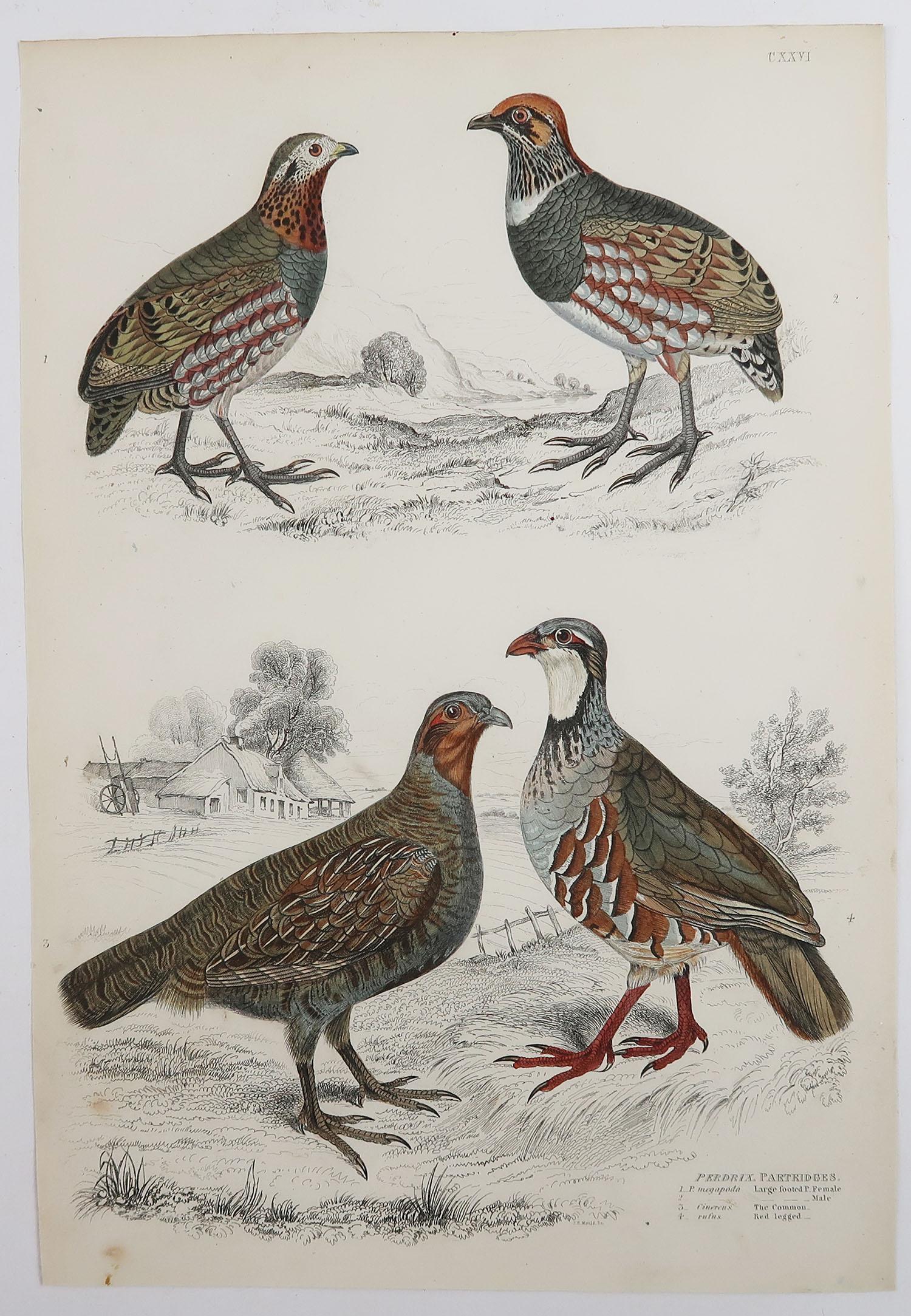 Great set of game birds. Partridge, Quails, Ptarmigan and Grouse. 

Lithographs after the drawings by A. Rider, A. Wilson and Cpt. Brown.
 
Original color.

Unframed

The measurement given below is for one print.