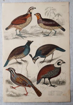 Set of 5 Original Antique Prints of Game Birds, 1830s