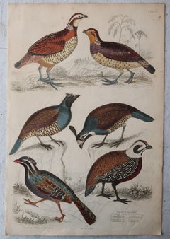 Set of 5 Original Antique Prints of Game Birds, 1830s