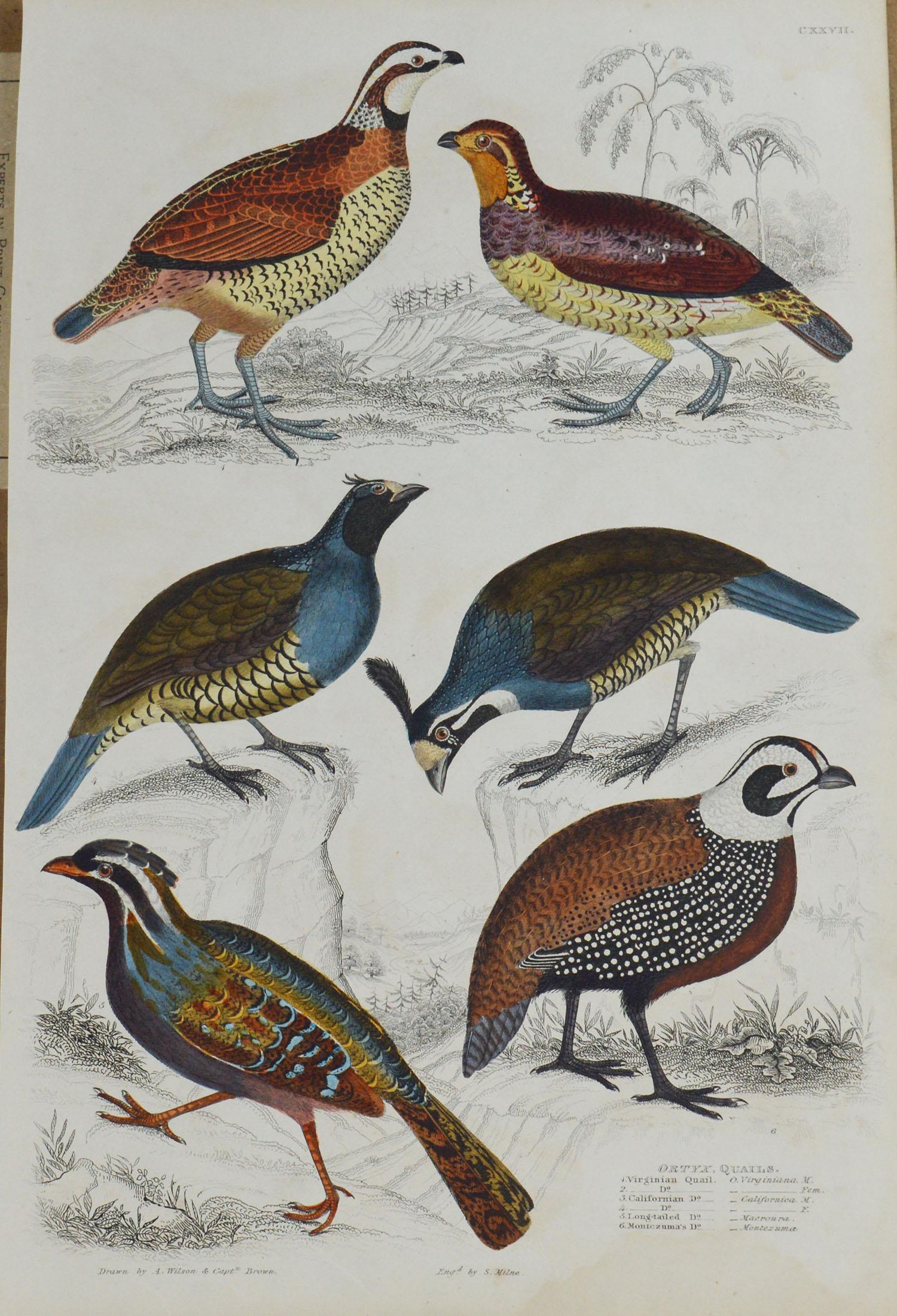 Folk Art Set of 5 Original Antique Prints of Game Birds, 1830s