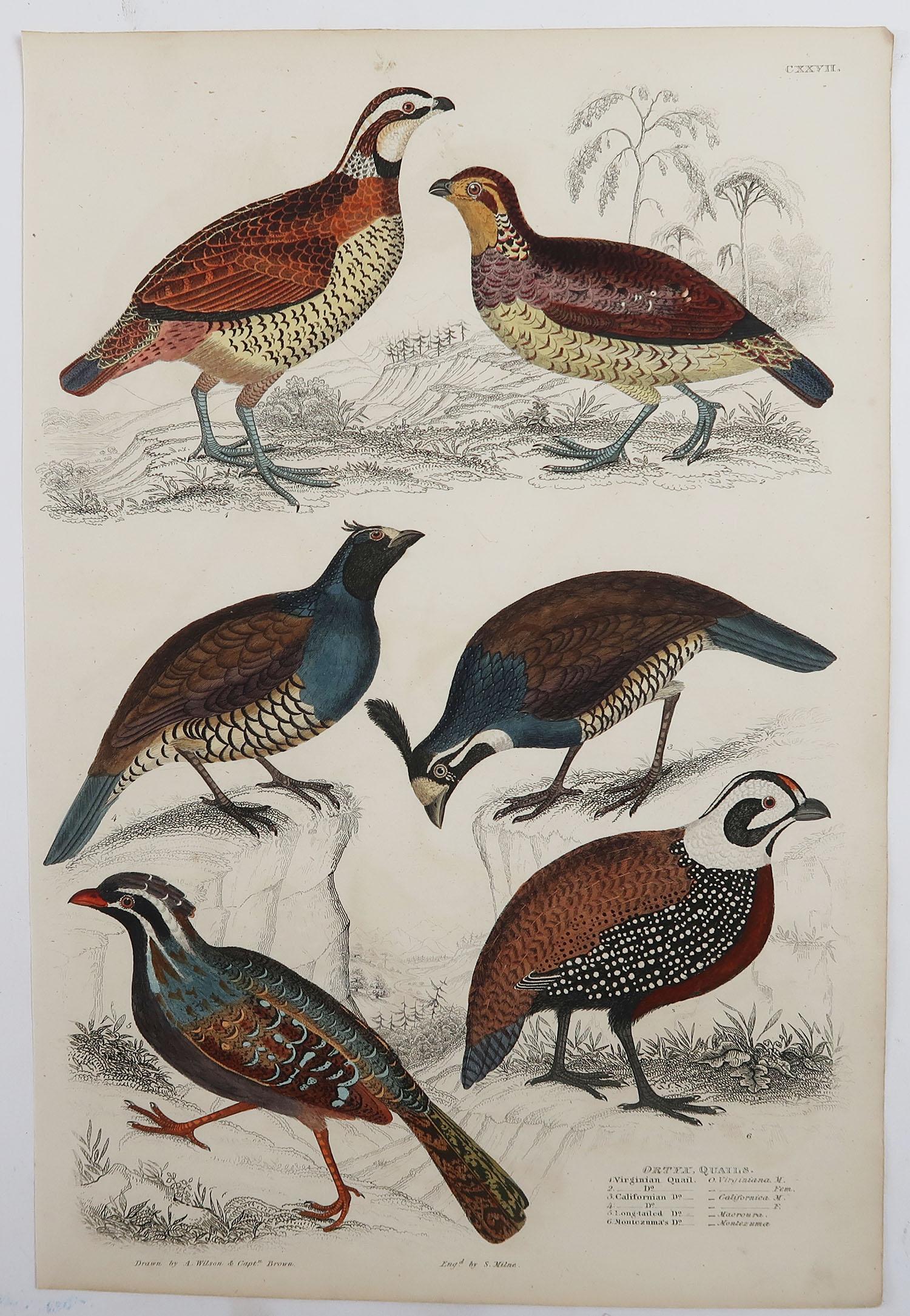 Folk Art Set of 5 Original Antique Prints of Game Birds, 1830s