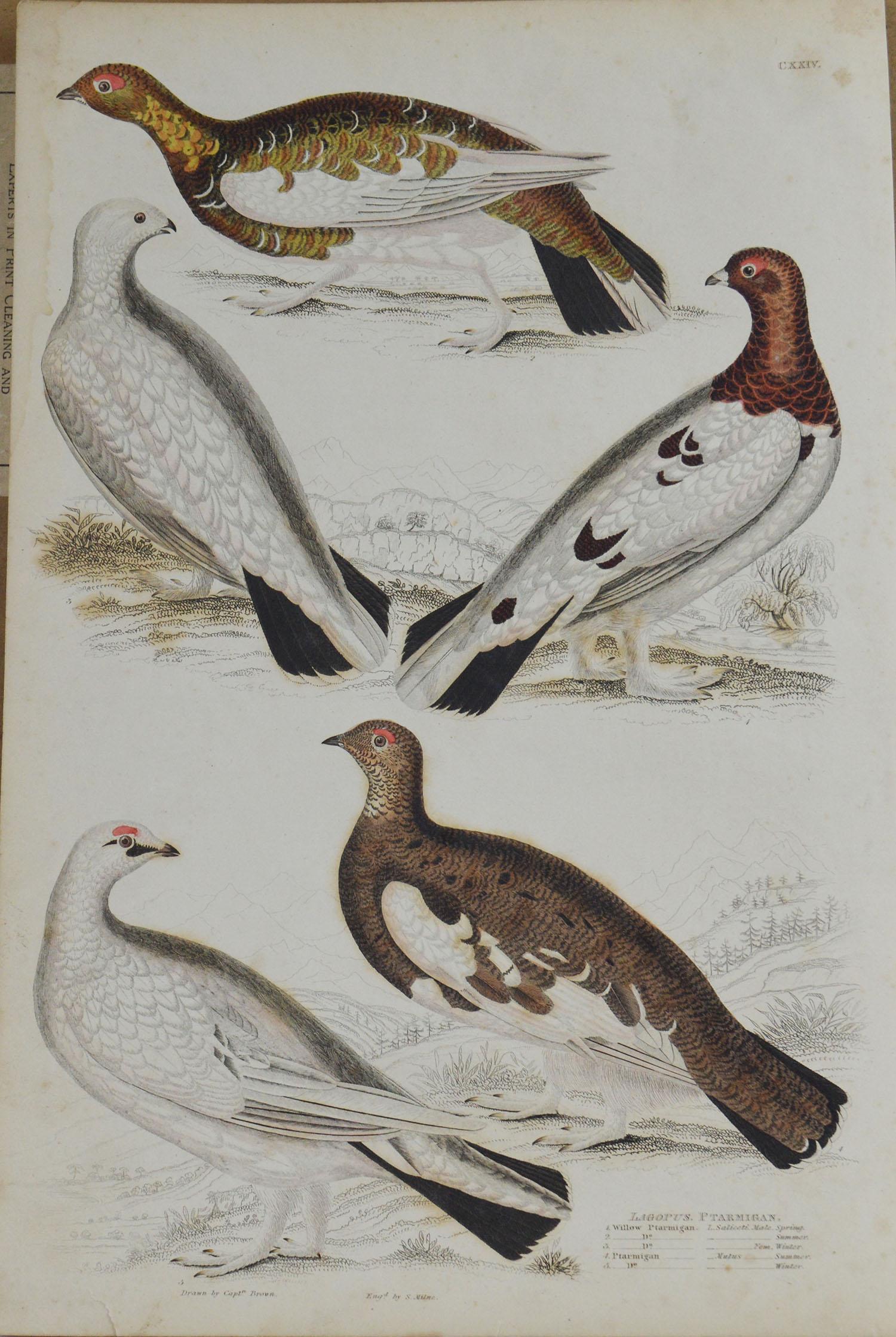 English Set of 5 Original Antique Prints of Game Birds, 1830s