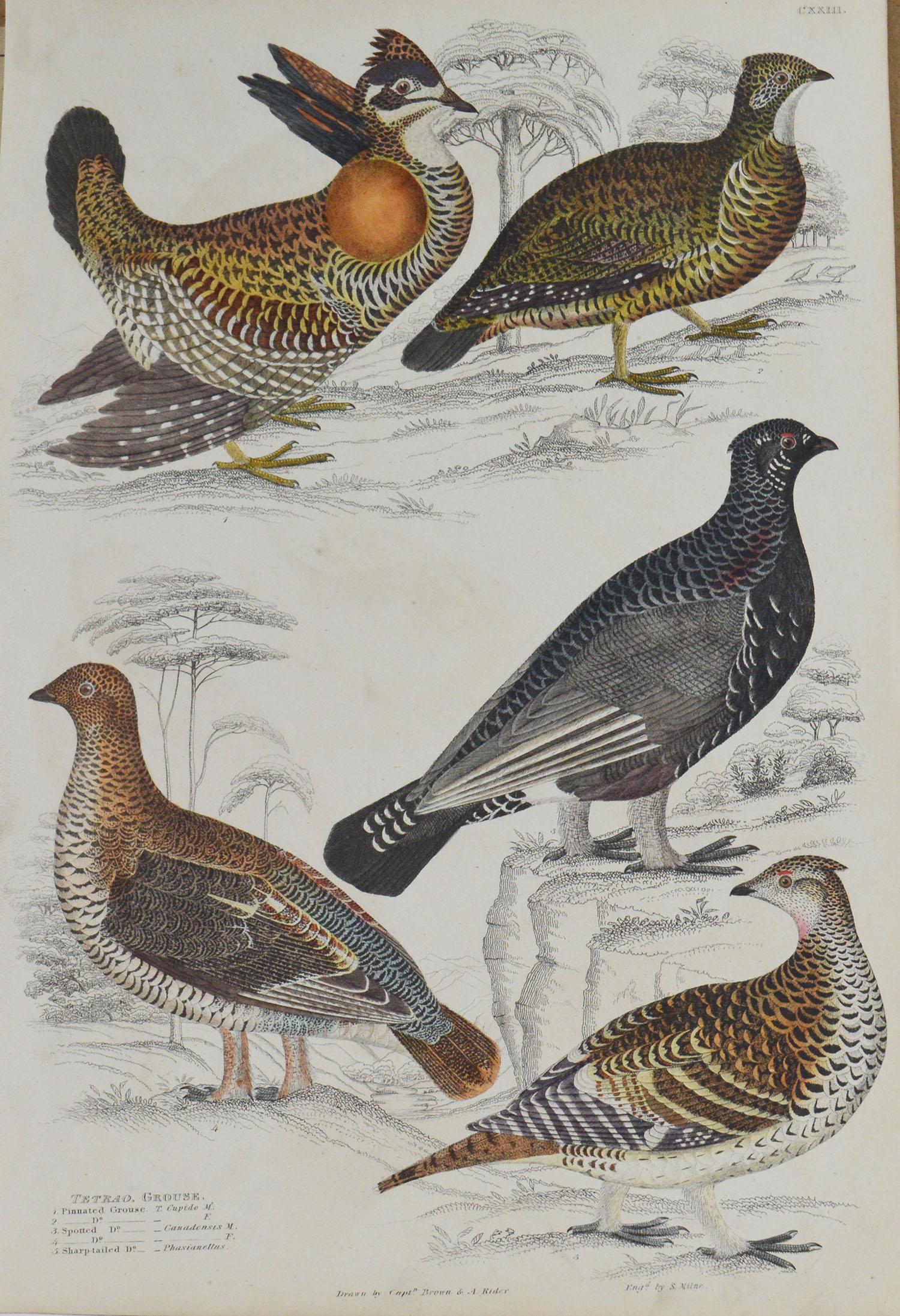 Other Set of 5 Original Antique Prints of Game Birds, 1830s