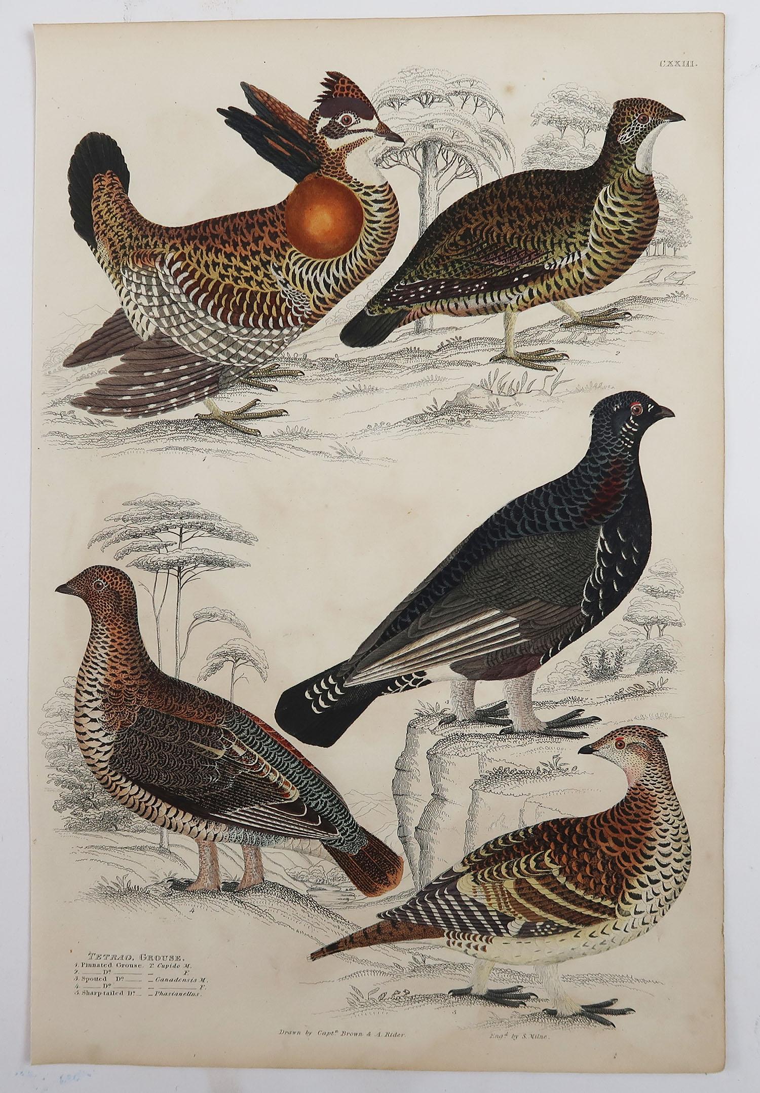 Other Set of 5 Original Antique Prints of Game Birds, 1830s