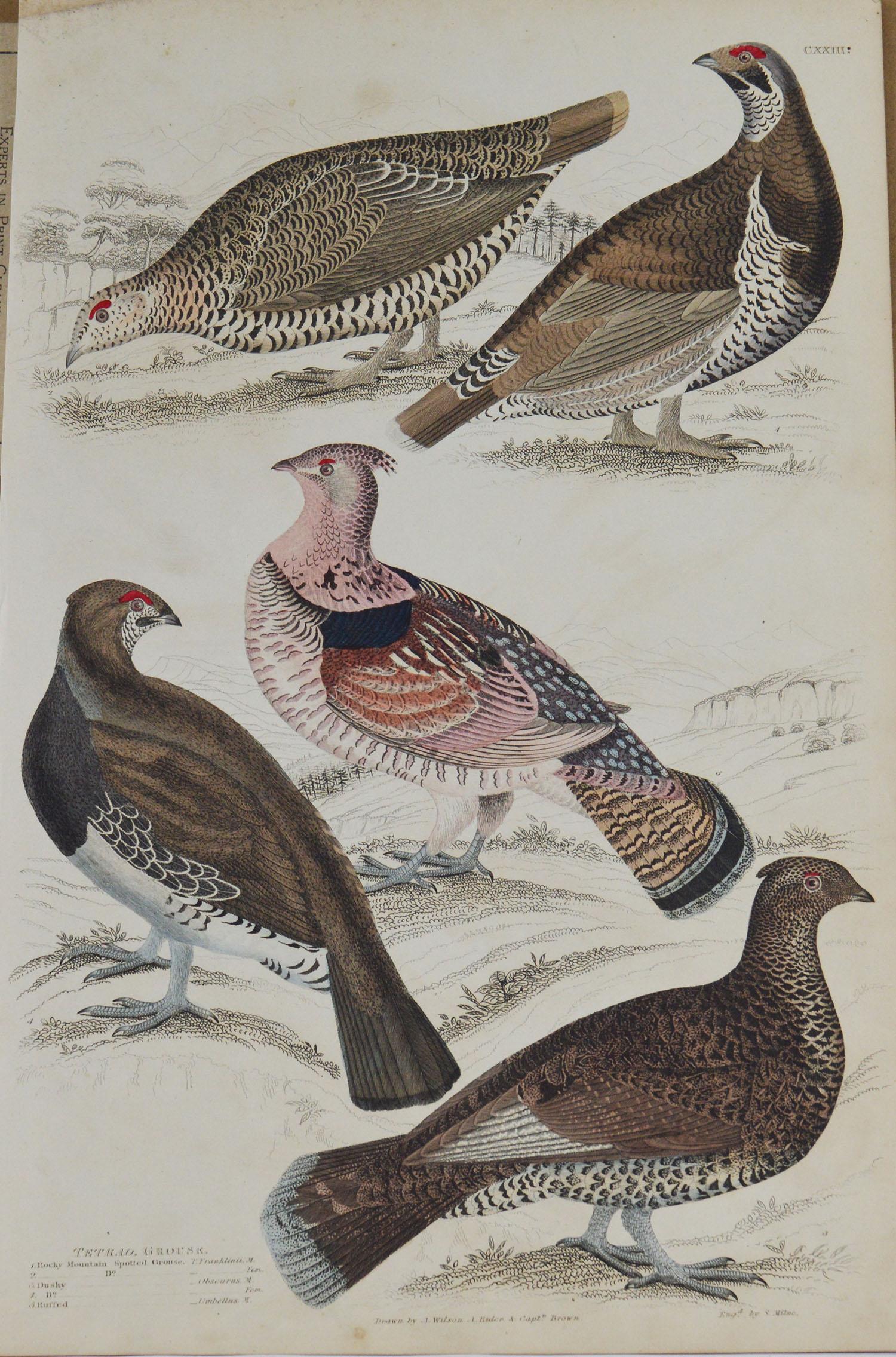 Set of 5 Original Antique Prints of Game Birds, 1830s In Good Condition In St Annes, Lancashire