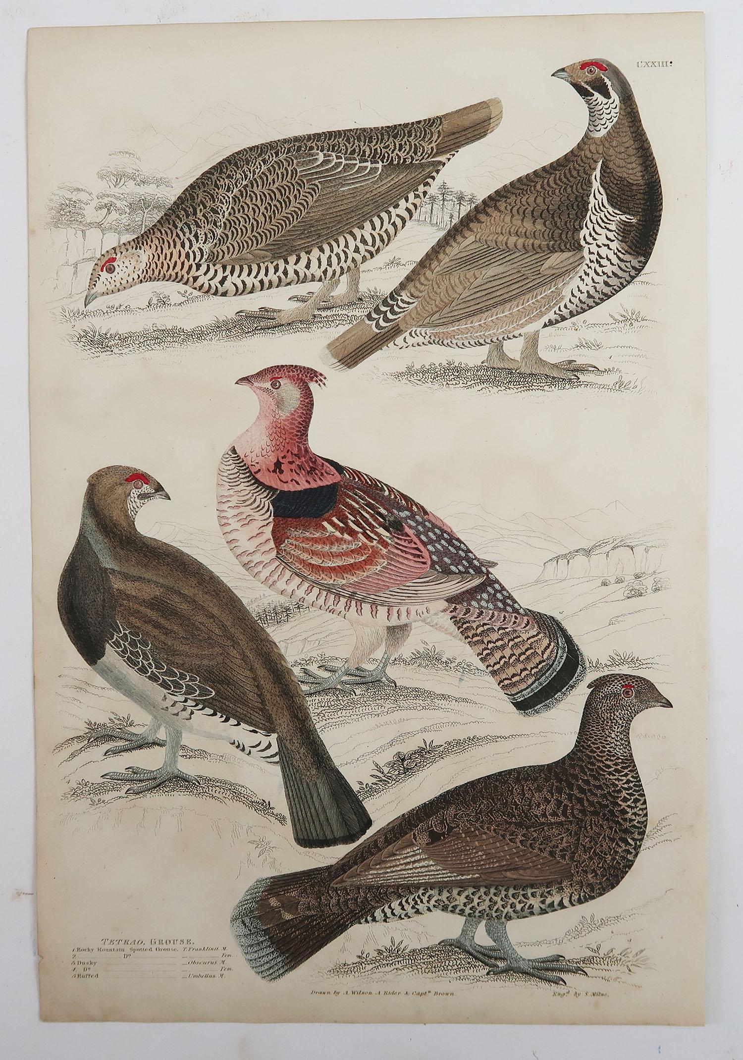 Set of 5 Original Antique Prints of Game Birds, 1830s In Good Condition In St Annes, Lancashire