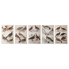 Set of 5 Original Antique Prints of Game Birds, 1830s