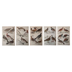 Set of 5 Original Antique Prints of Game Birds, 1830s