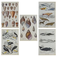Set of 5 Original Antique Prints with a Marine, Seaside Theme, 1830s