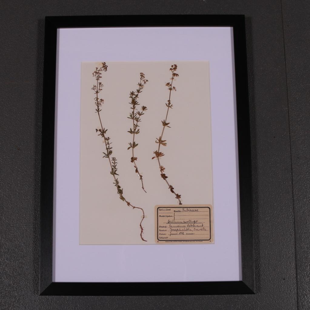 Allemand Ensemble de 6 herbariums ou botaniques néerlandais des années 1940 en vente