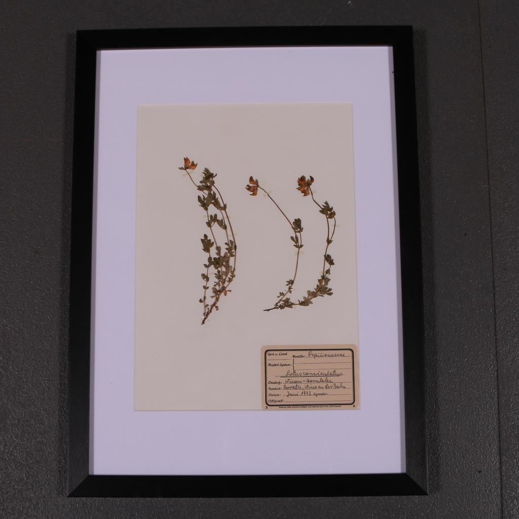 Set of 6 1940s Dutch Herbarium or Botanicals In Good Condition In Leamington Spa, Warwickshire
