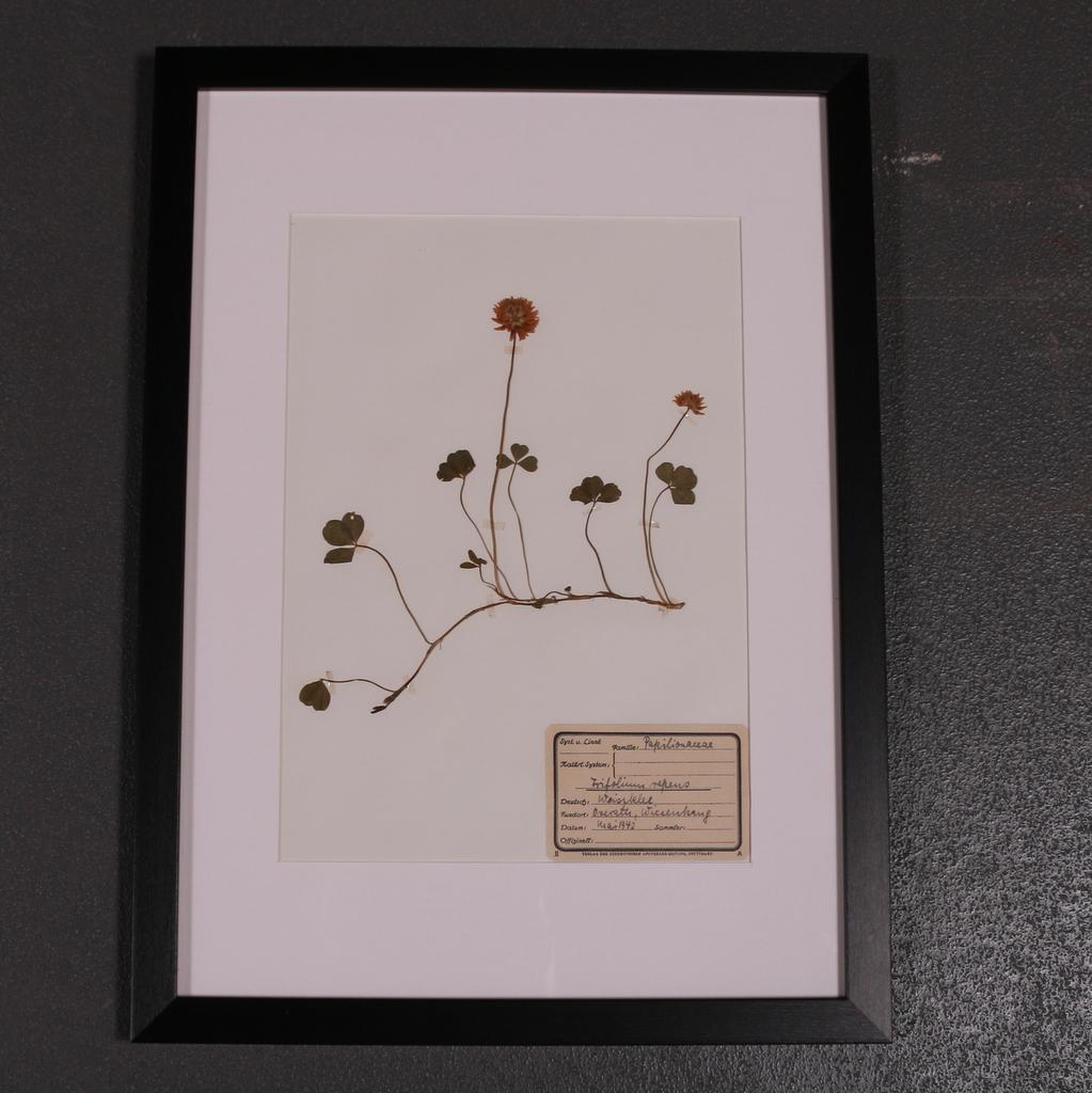 Ensemble de 6 herbariums ou botaniques néerlandais des années 1940 Bon état - En vente à Leamington Spa, Warwickshire