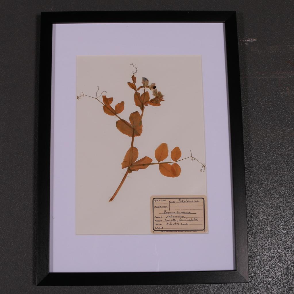 Mid-20th Century Set of 6 1940s Dutch Herbarium or Botanicals