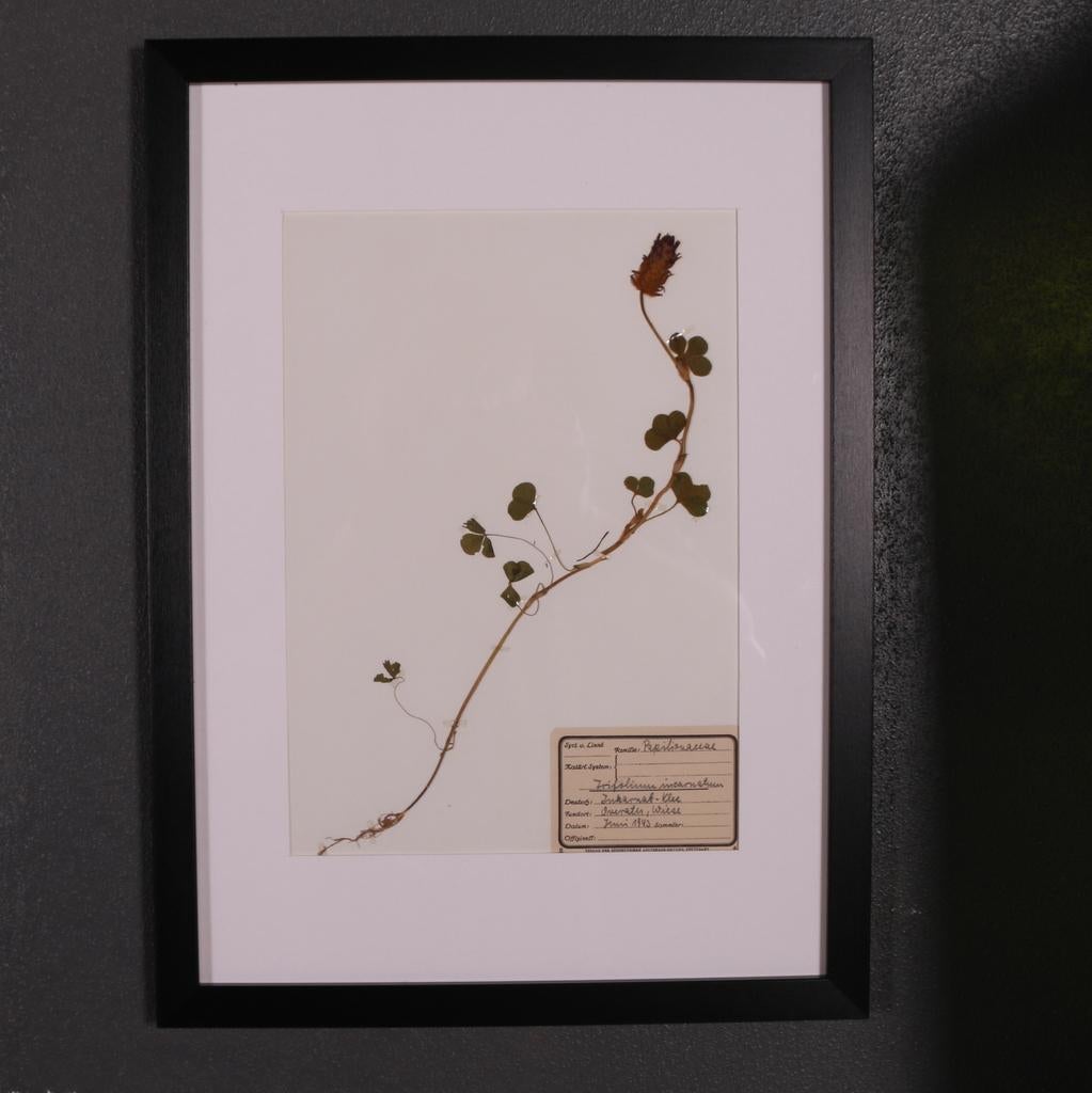 Set of 6 1940s Dutch Herbarium or Botanicals In Good Condition For Sale In Leamington Spa, Warwickshire