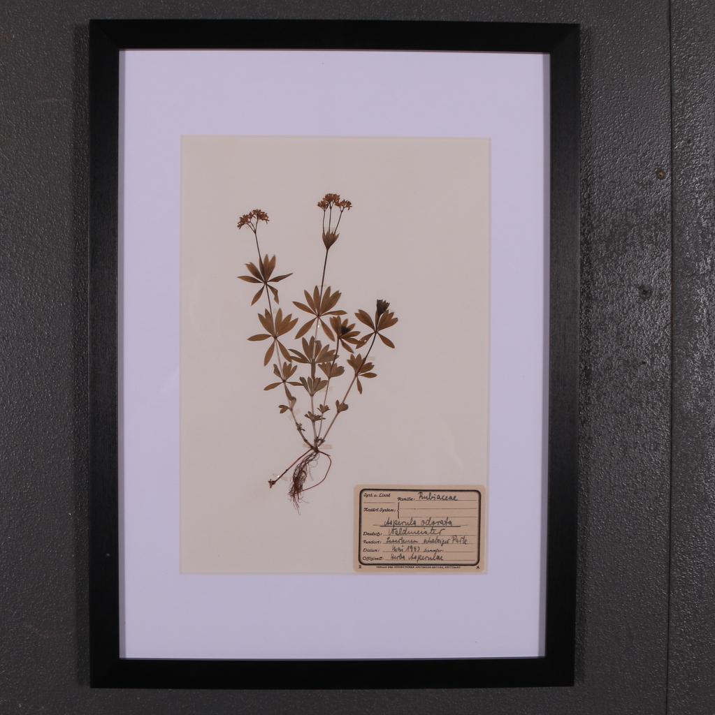 Mid-20th Century Set of 6 1940s Dutch Herbarium or Botanicals For Sale