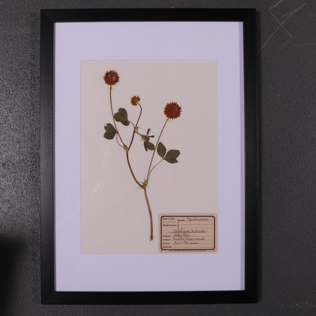 Ensemble de 6 herbariums ou botaniques néerlandais des années 1940 en vente 1