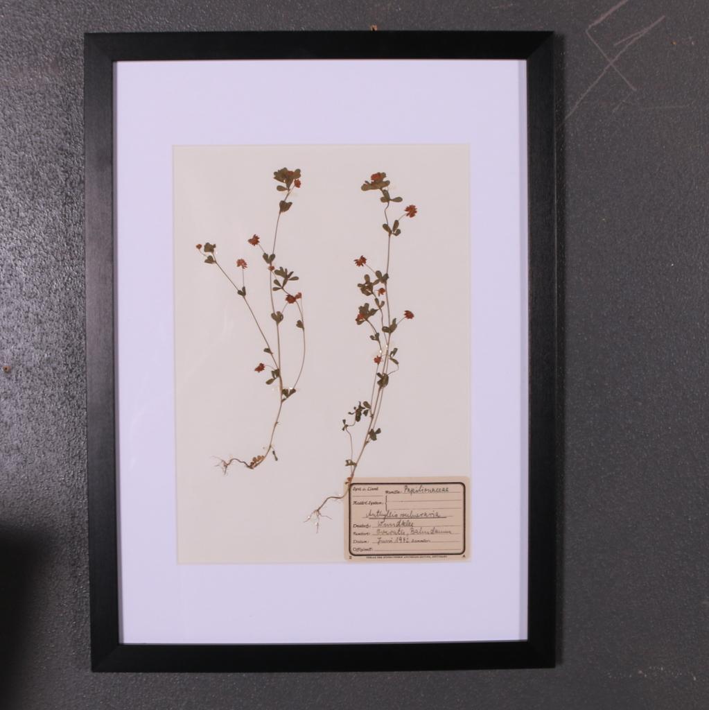 Set of 6 1940s Dutch Herbarium or Botanicals 3