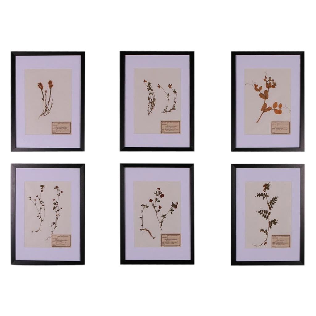 Set of 6 1940s Dutch Herbarium or Botanicals
