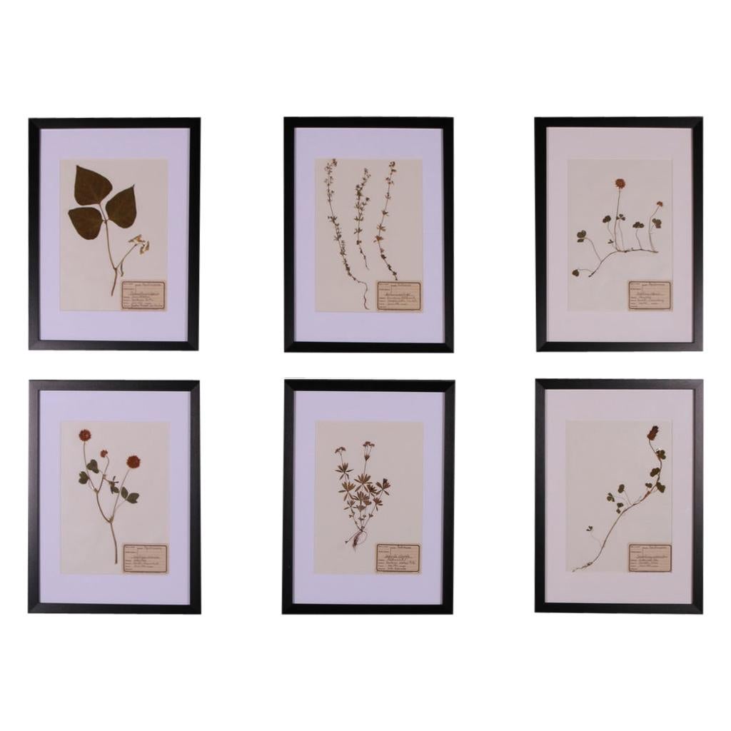 Set of 6 1940s Dutch Herbarium or Botanicals For Sale