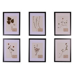 Set of 6 1940s Dutch Herbarium or Botanicals