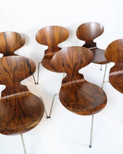 Ensemble de 6 chaises fourmis modèle 3101 fabriquées en bois de rose par Arne Jacobsen