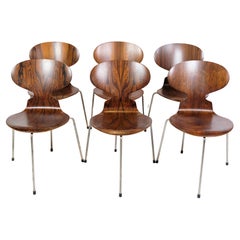 Set Of 6 Ant Chairs Model 3101 Made In Rosewood By Arne Jacobsen